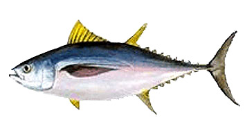 釣りに必要な最低限のPatudo o Tunaの大きさ